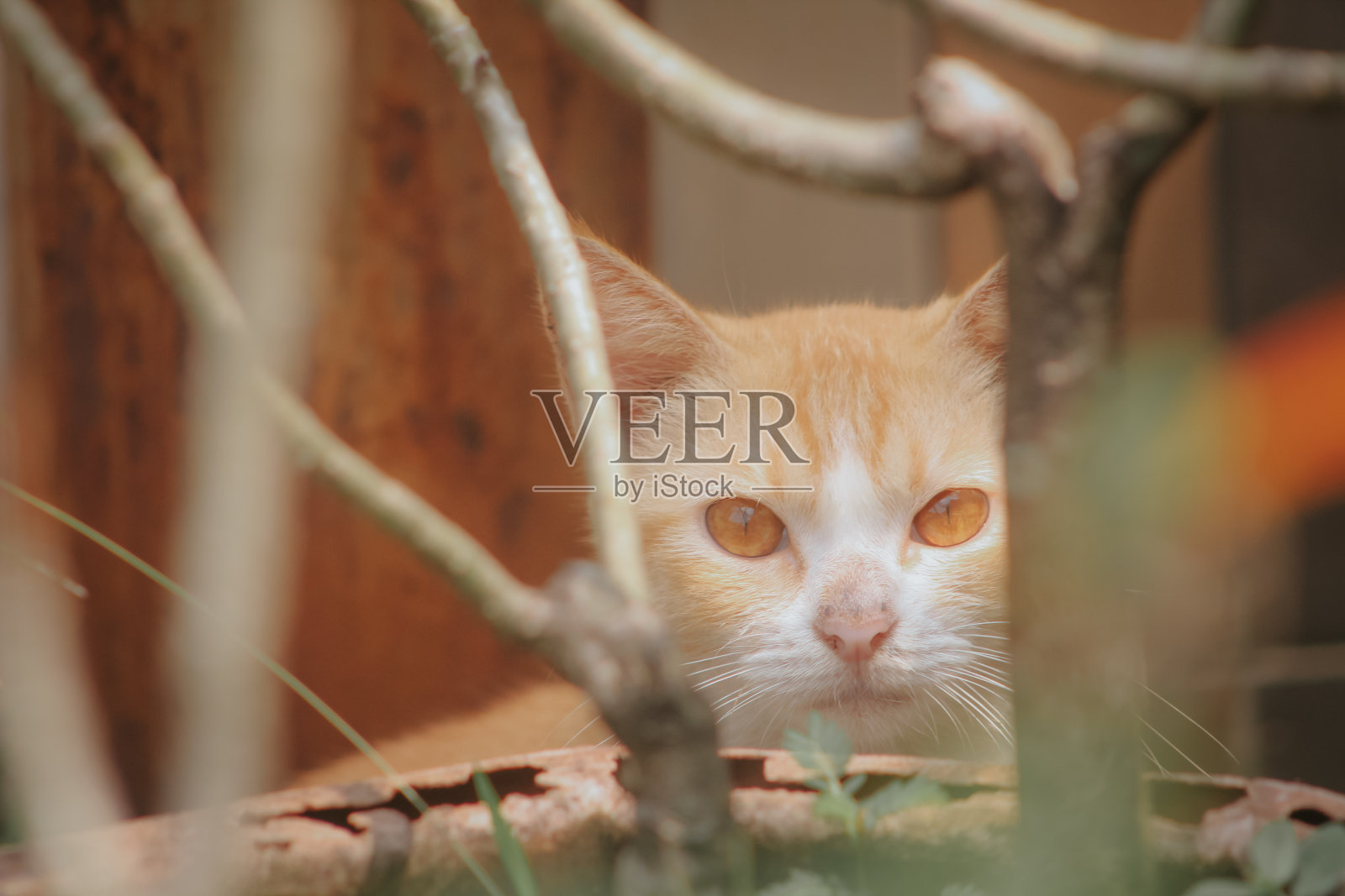 橙色猫的行为总是让人发笑。照片摄影图片