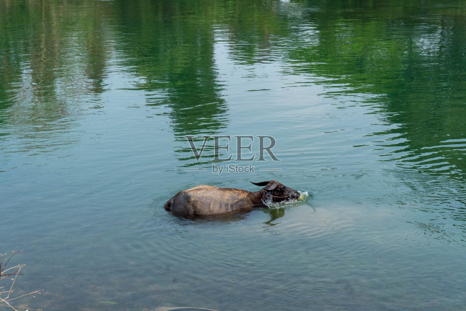 在老挝4000个岛屿Don Det的湄公河中游泳的牦牛照片摄影图片