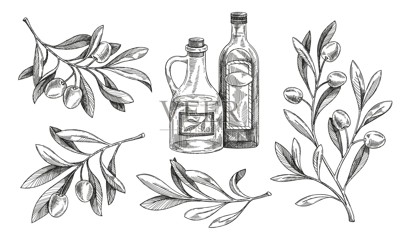 橄榄枝草图插画图片素材