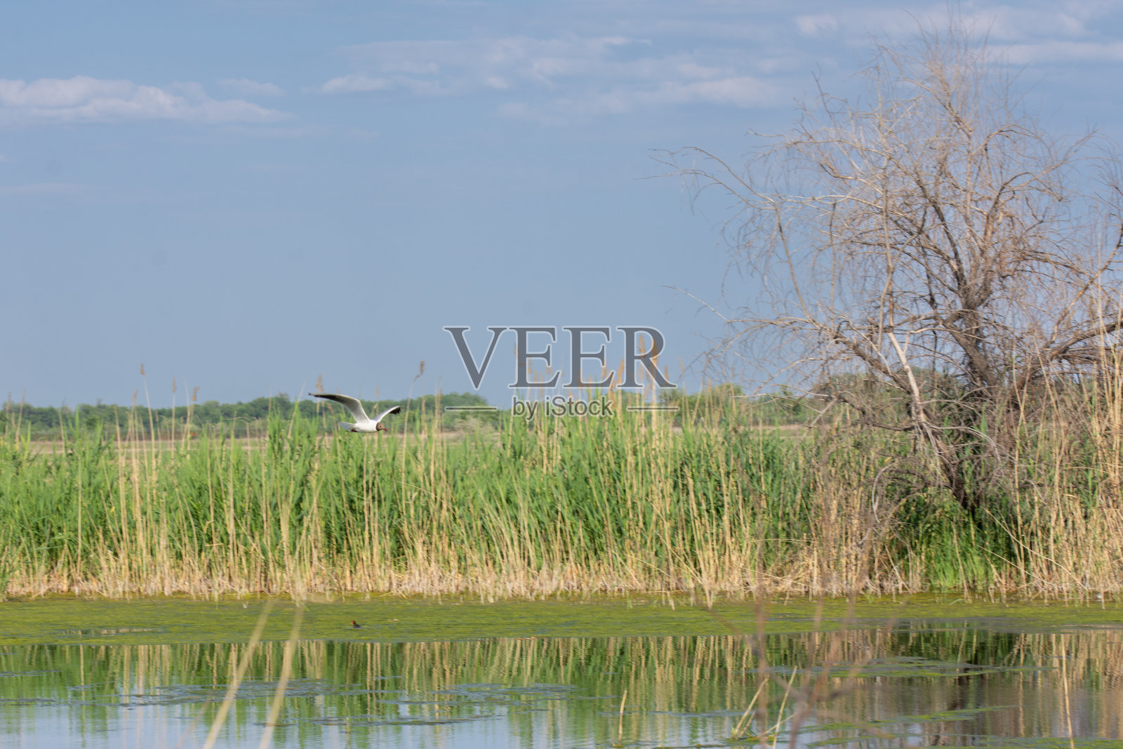 海鸥在湖面上飞翔照片摄影图片