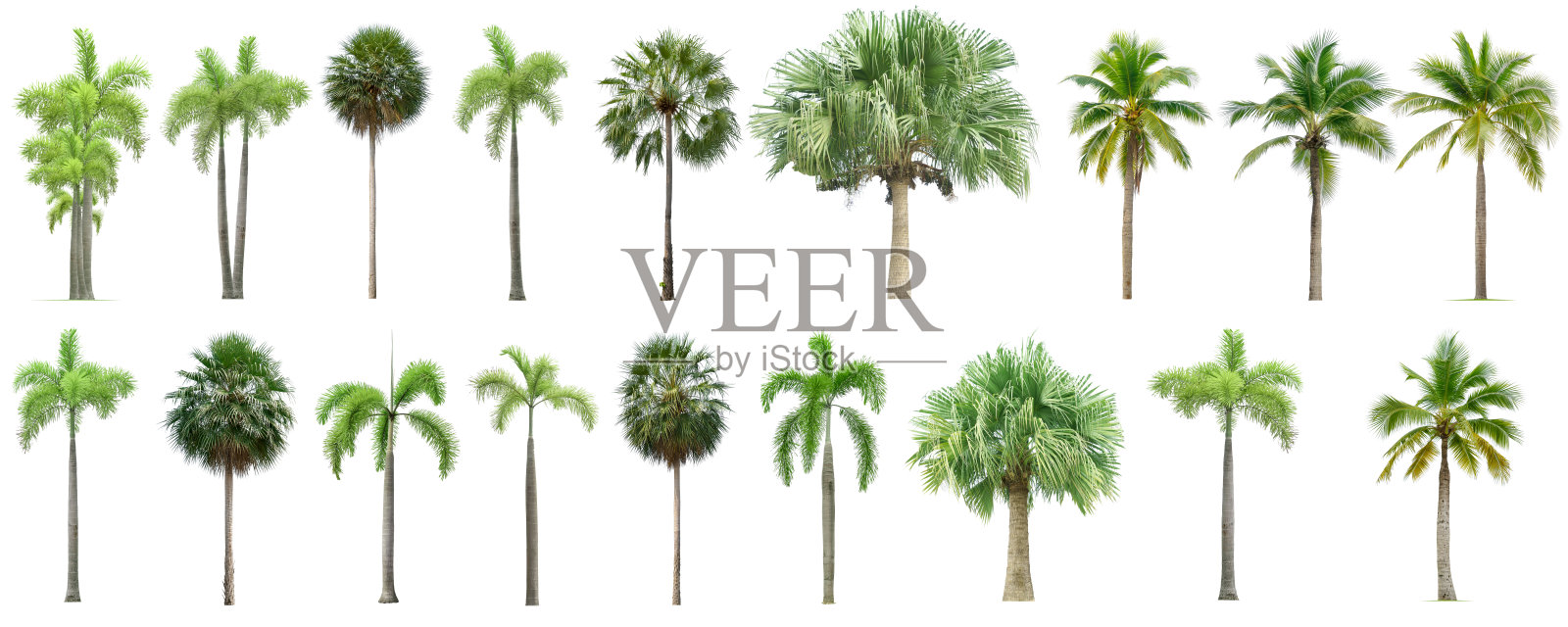 椰子和棕榈树。照片摄影图片