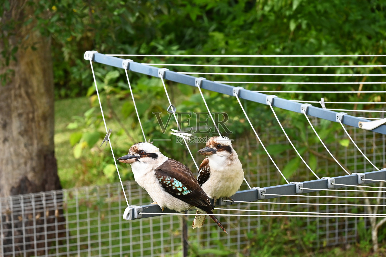 两只澳大利亚笑翠鸟照片摄影图片