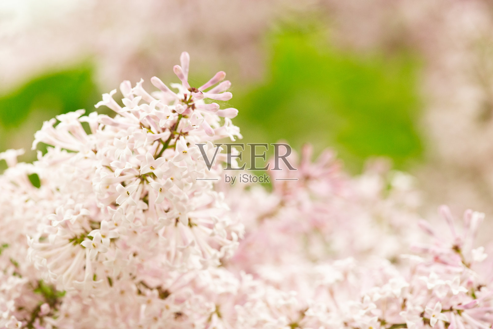 紫色的丁香花照片摄影图片