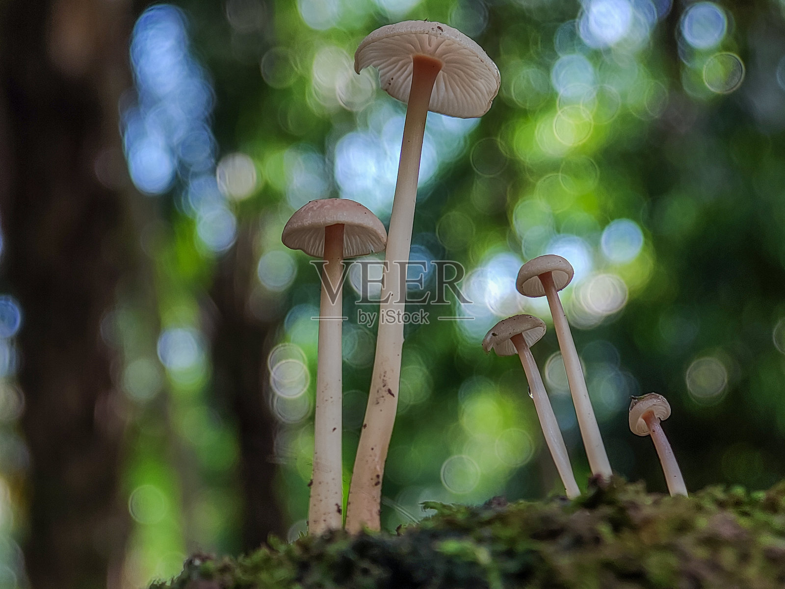 MYCENA照片摄影图片