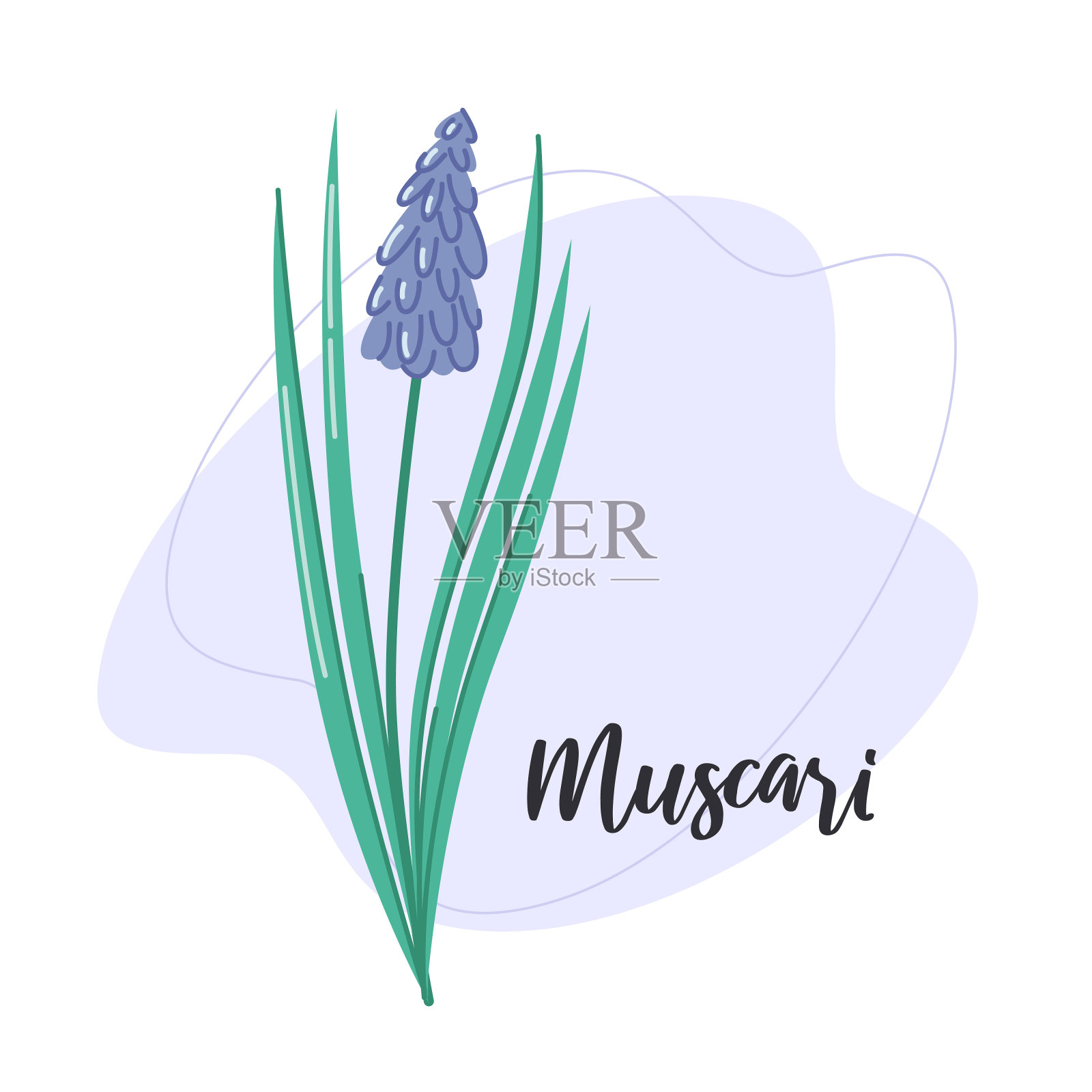 麝香花的植物矢量插图插画图片素材