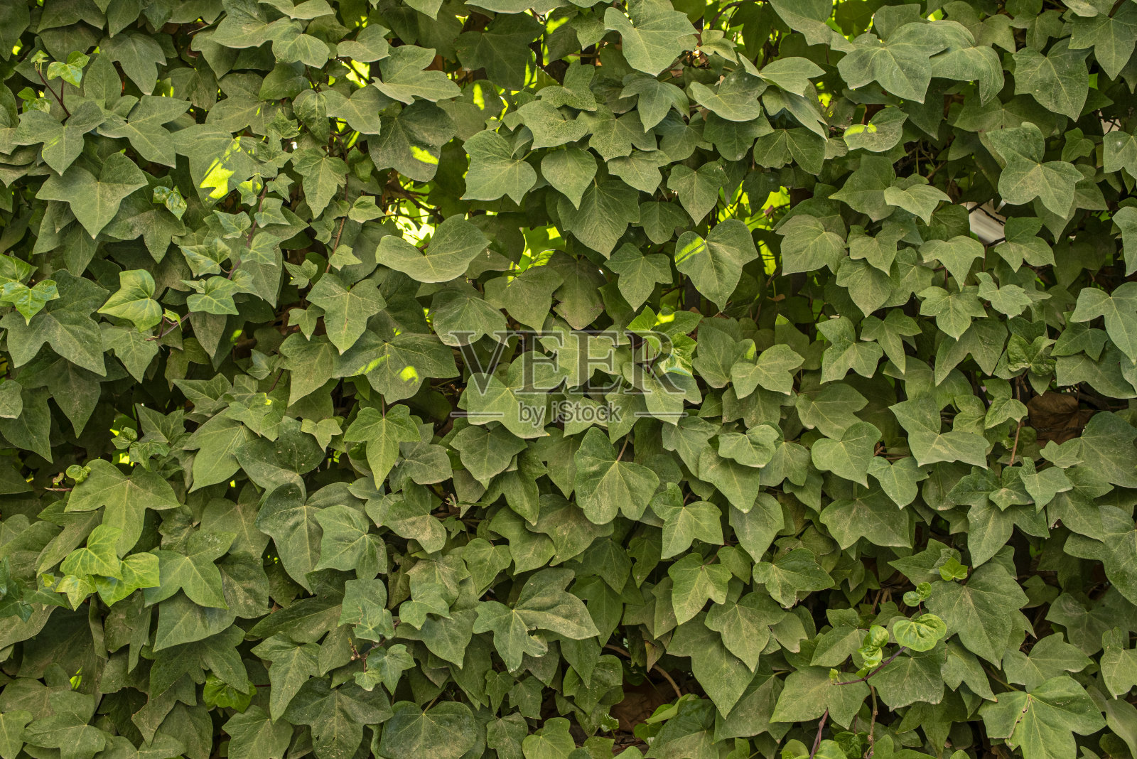 覆盖栅栏的常春藤照片摄影图片