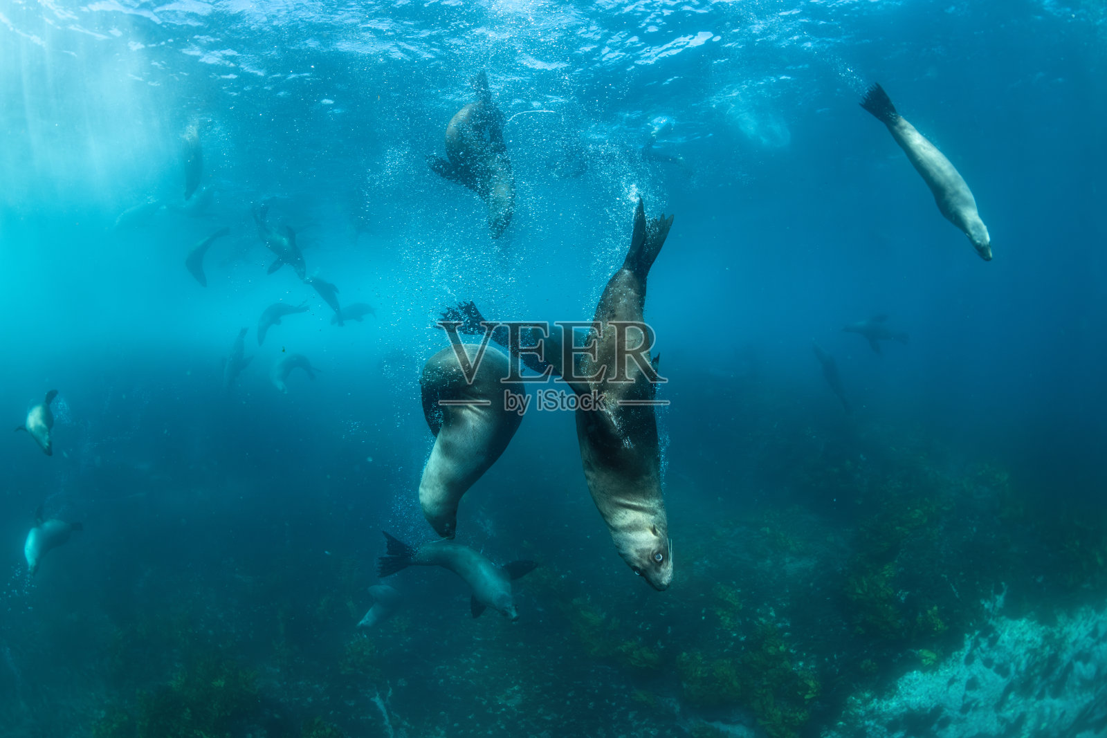 澳大利亚海豹照片摄影图片
