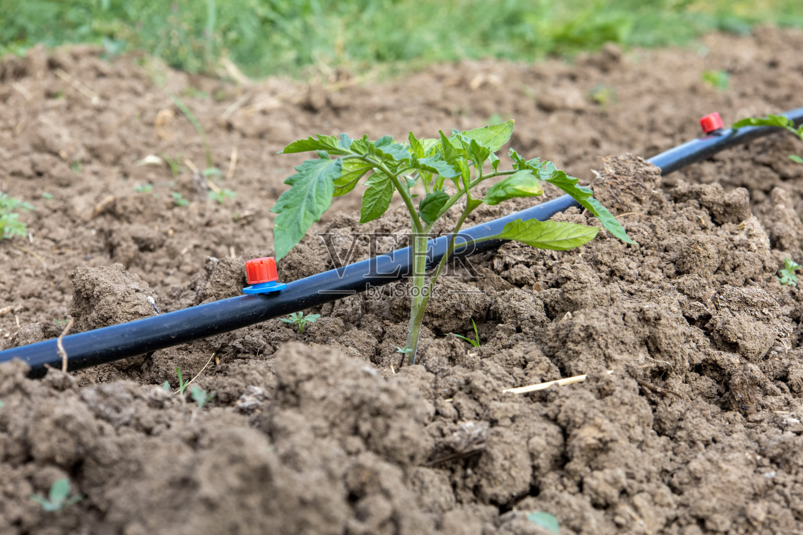 喷淋灌溉的番茄幼苗照片摄影图片