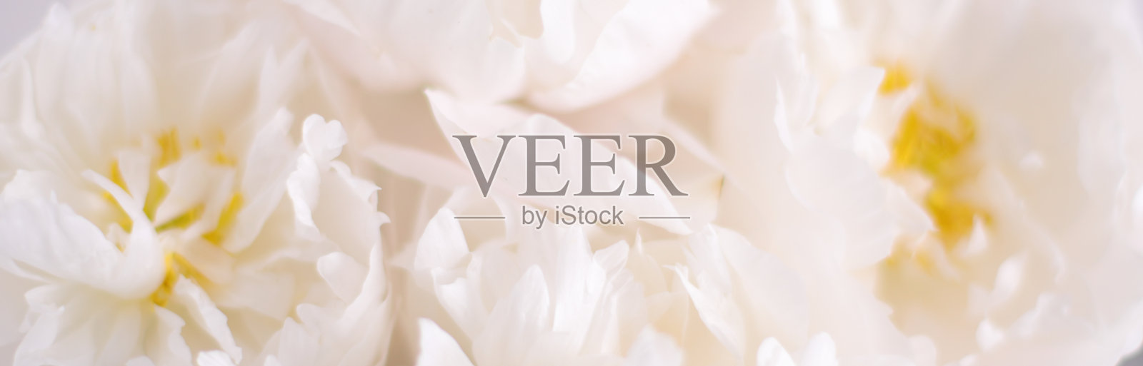 白色牡丹花,花卉背景,花卡照片摄影图片