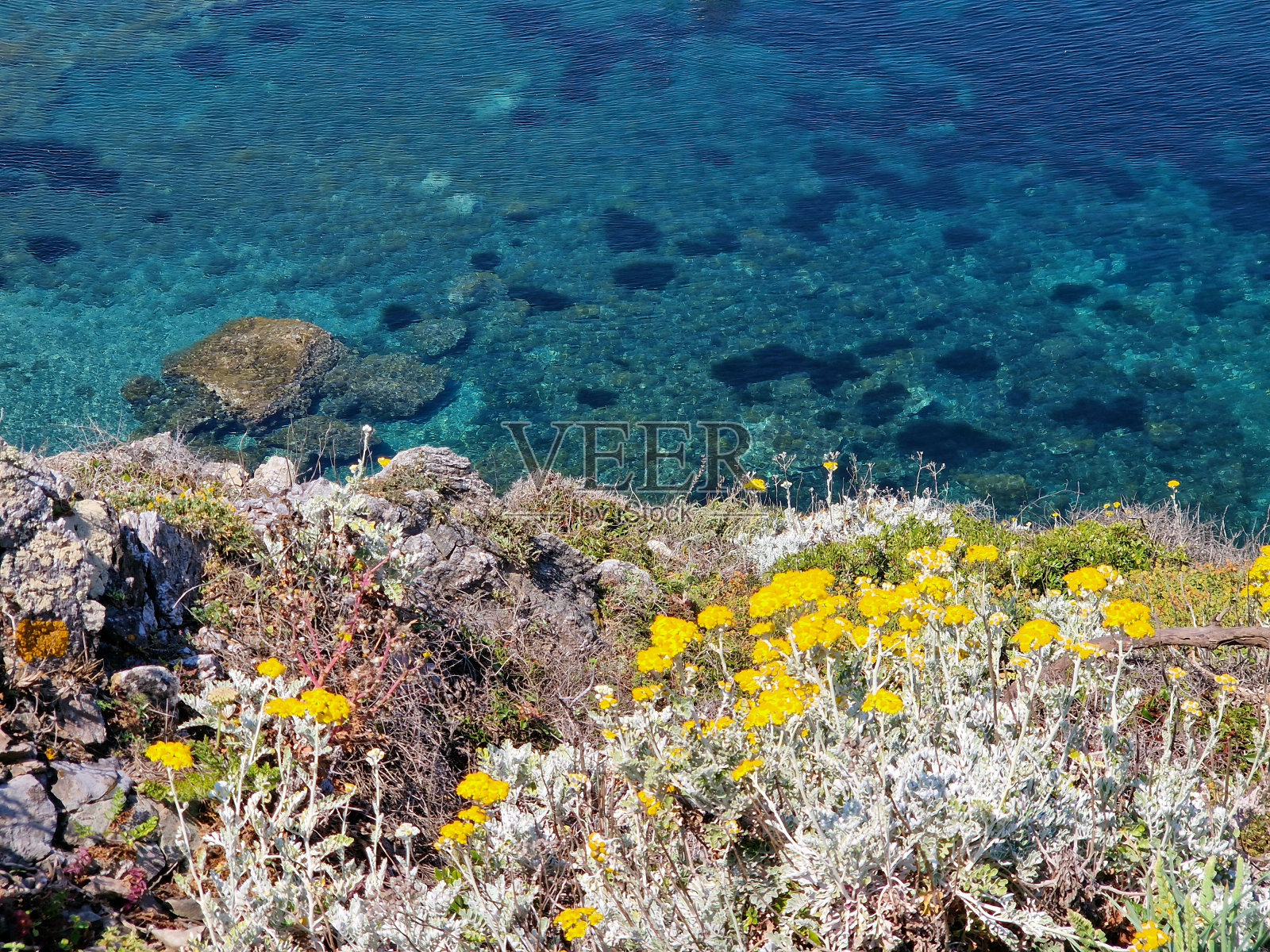 法国里维埃拉陡峭山坡上开黄色花的多肉植物照片摄影图片