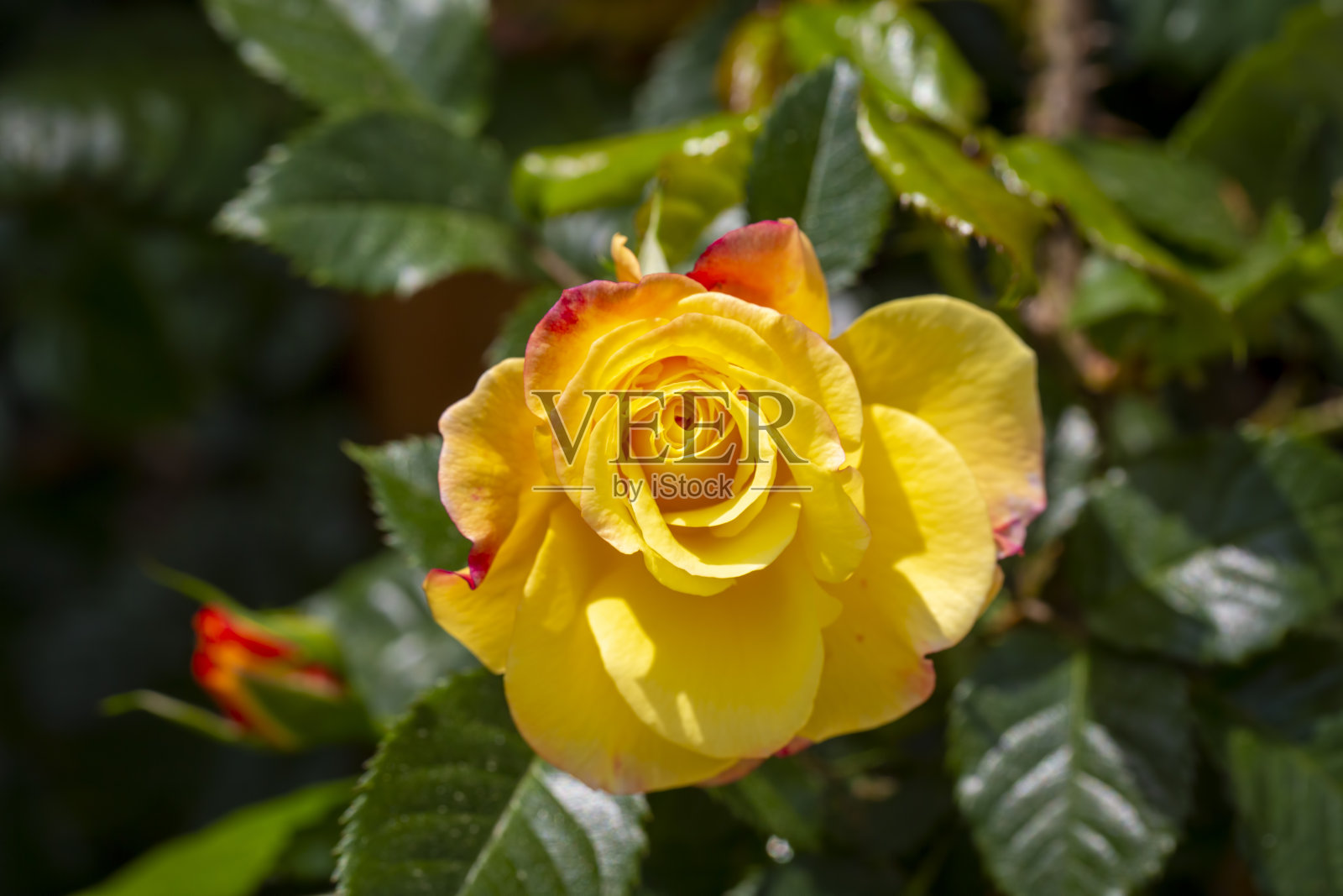 花园里长着黄色的常春藤。照片摄影图片