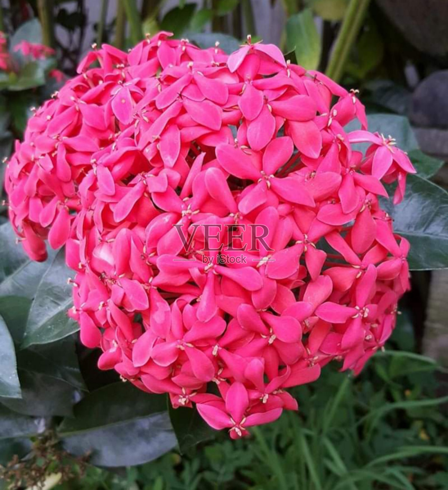 粉红色的花照片摄影图片