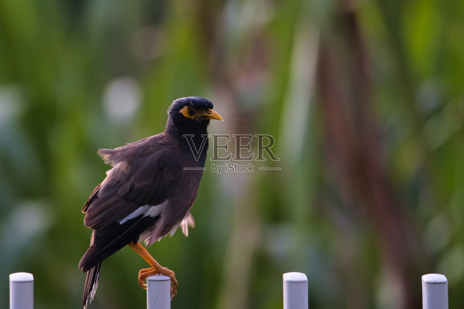 普通八哥或印度八哥鸟在白色围栏,马埃塞舌尔照片摄影图片
