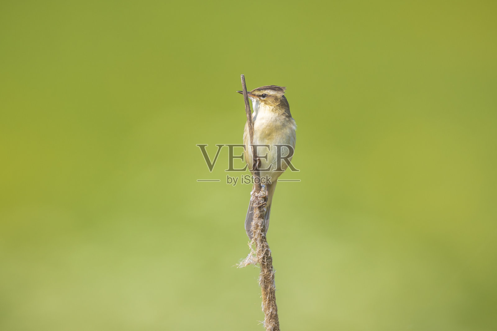 莎草莺,Acrocephalus schoenobaenus,唱歌照片摄影图片