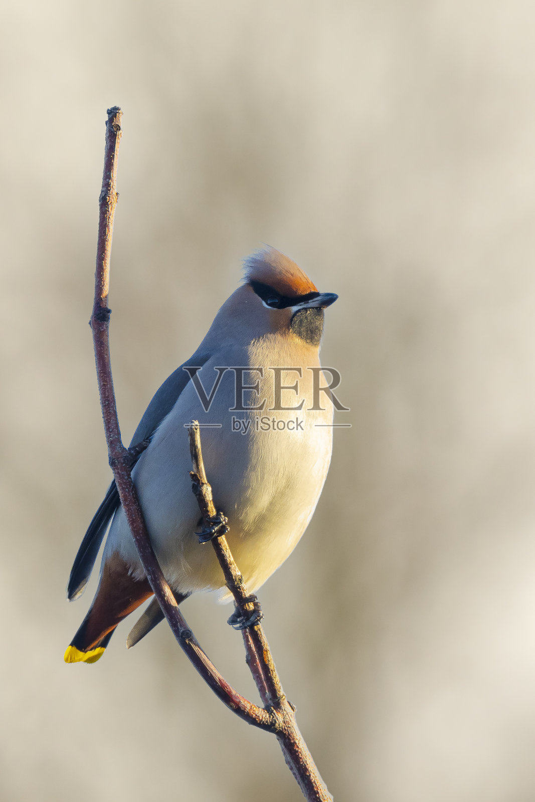 波西米亚蜡翅鸟,是荷兰罕见的候鸟照片摄影图片