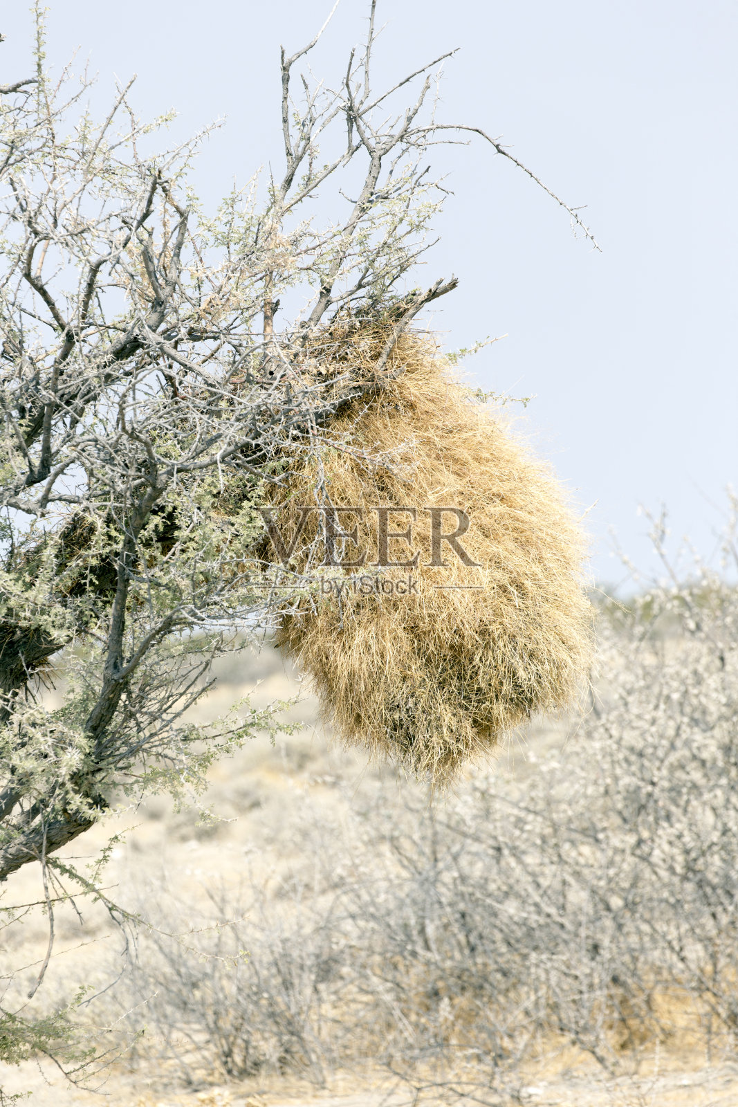 群居编织者巢穴的景象照片摄影图片