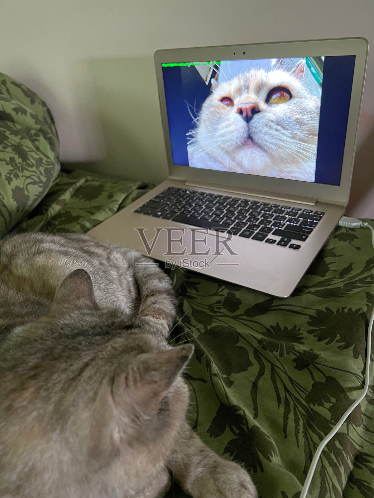 凯特看着笔记本里他的照片。照片摄影图片