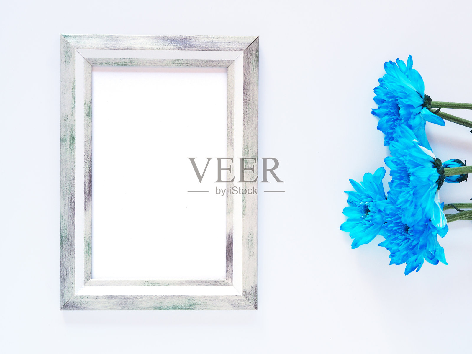 灰色矩形边框相框和白色背景上的蓝色花朵(菊花)。照片摄影图片
