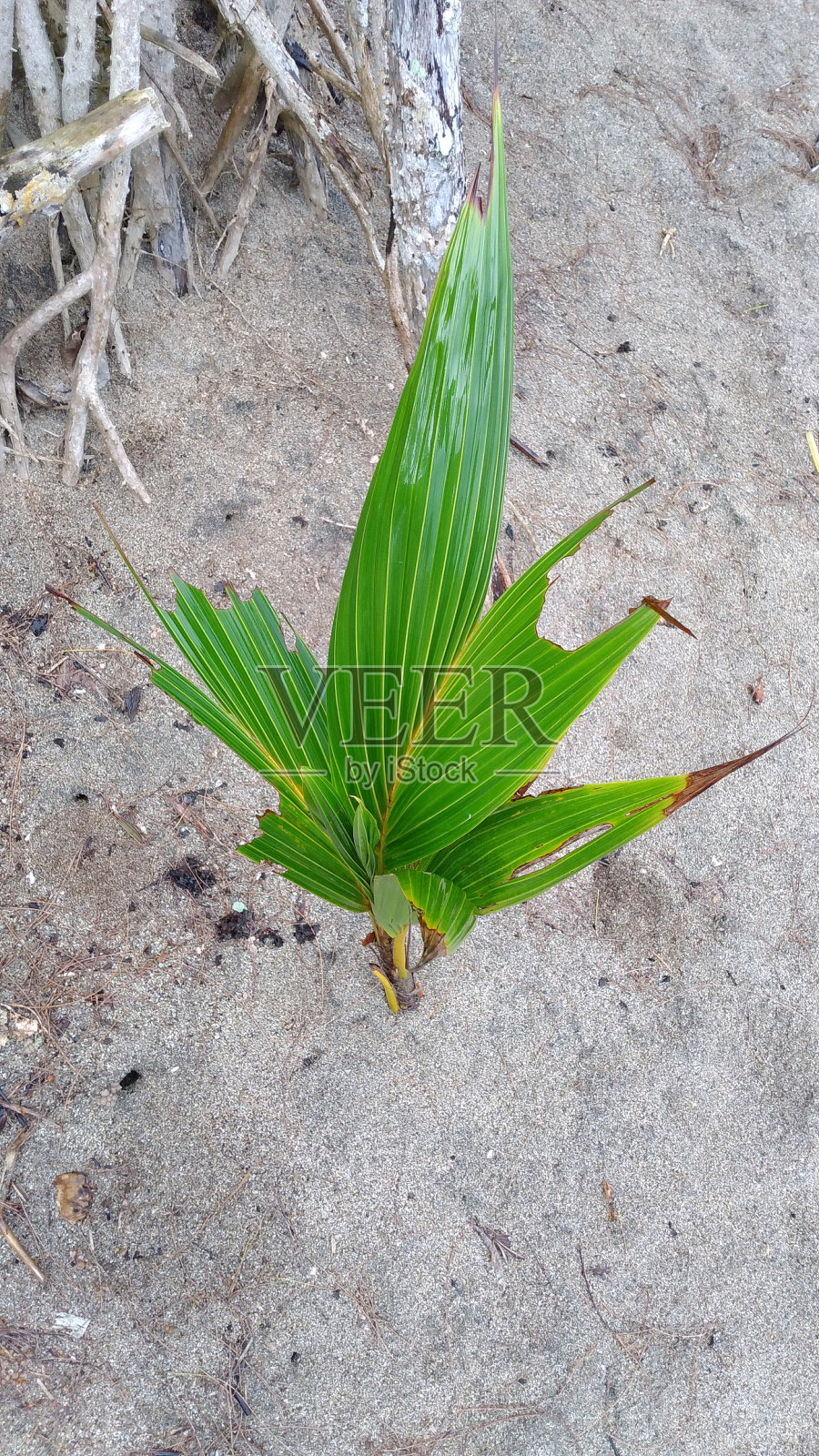 椰子树照片摄影图片