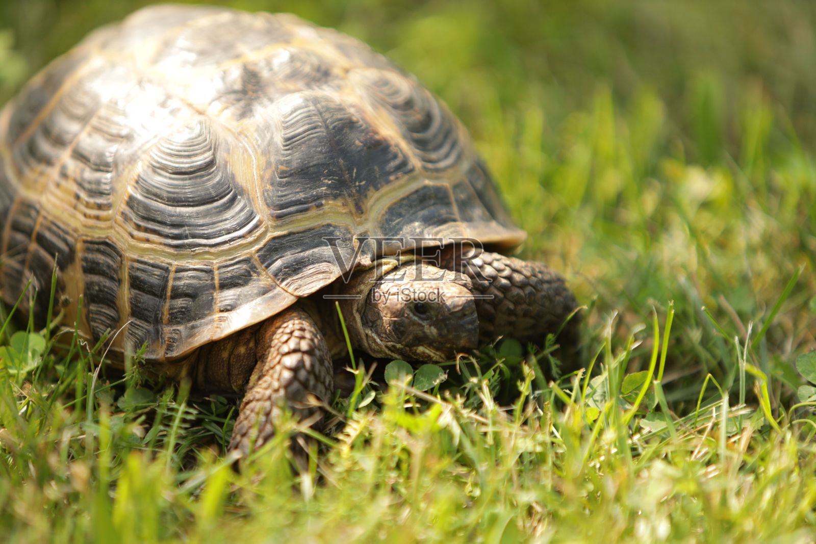 阳光明媚的一天,一只乌龟站在草地上照片摄影图片