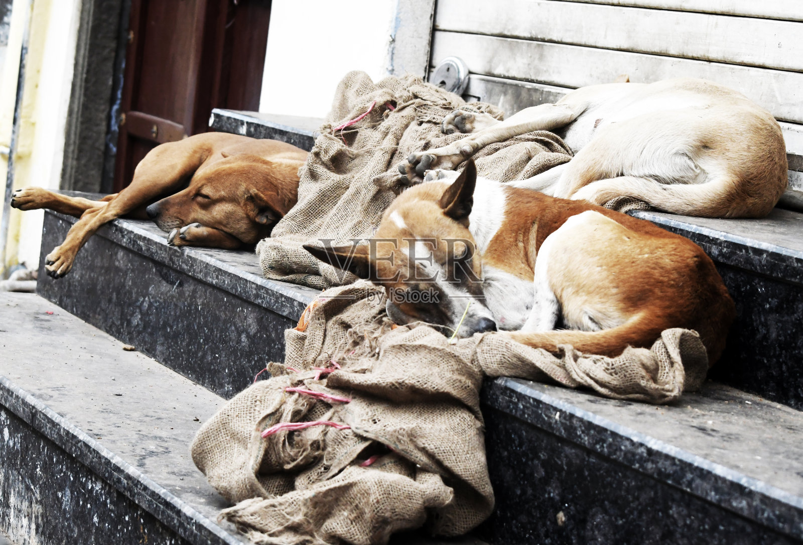 睡觉的狗照片摄影图片