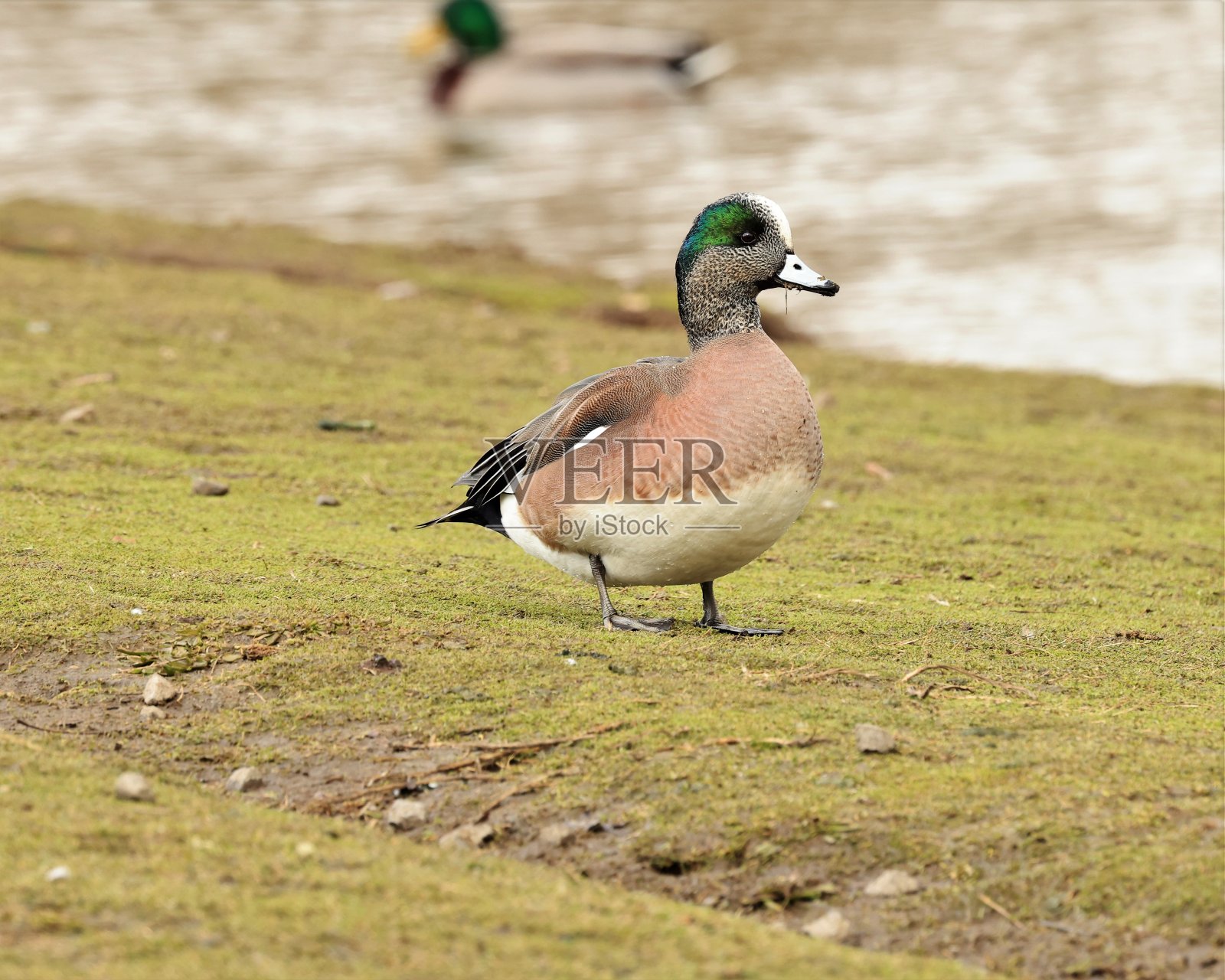 孤独的美国公鸭照片摄影图片