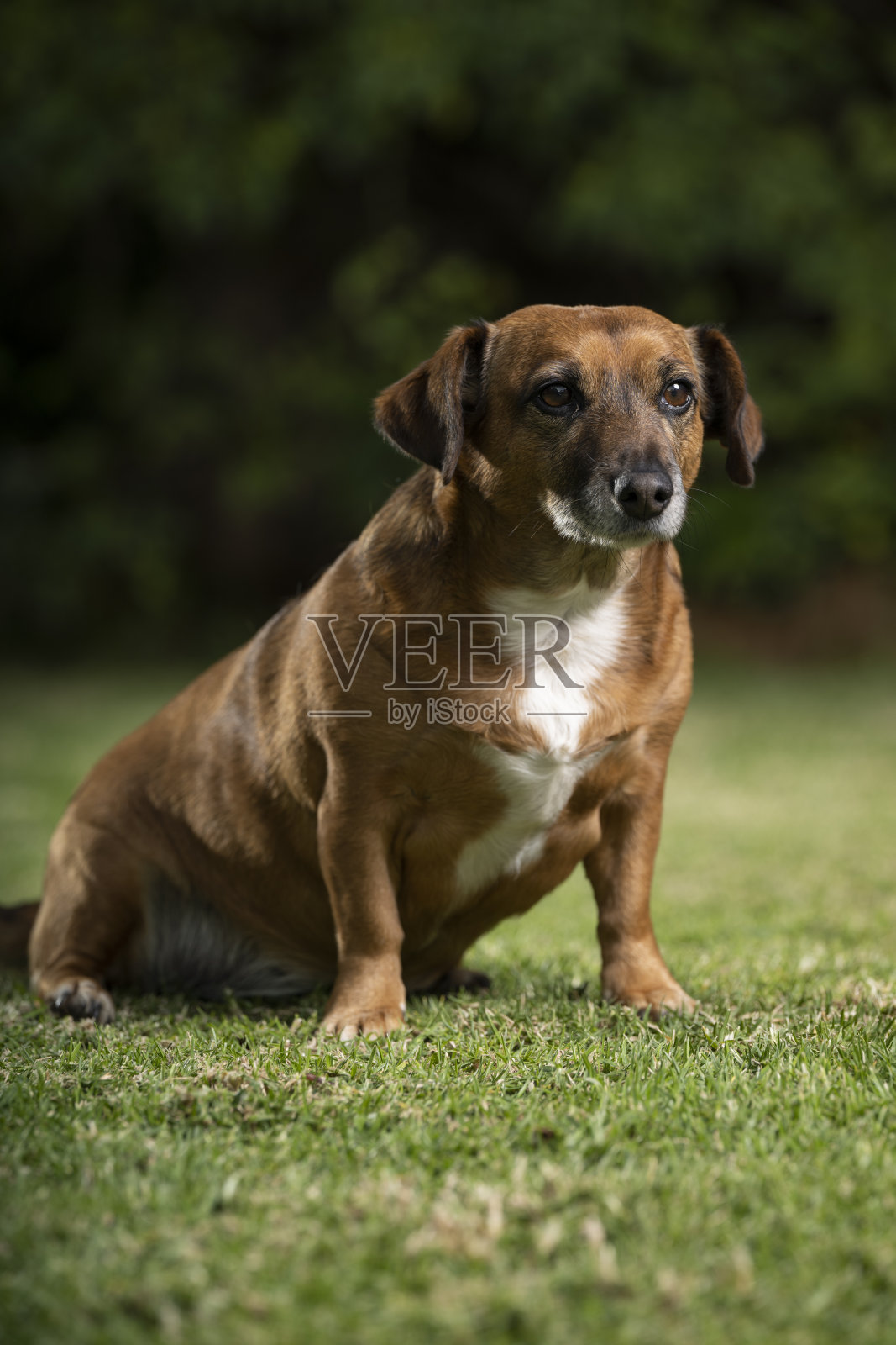 可爱的棕色小狗坐在草坪上,看起来很好奇,玩得很开心照片摄影图片