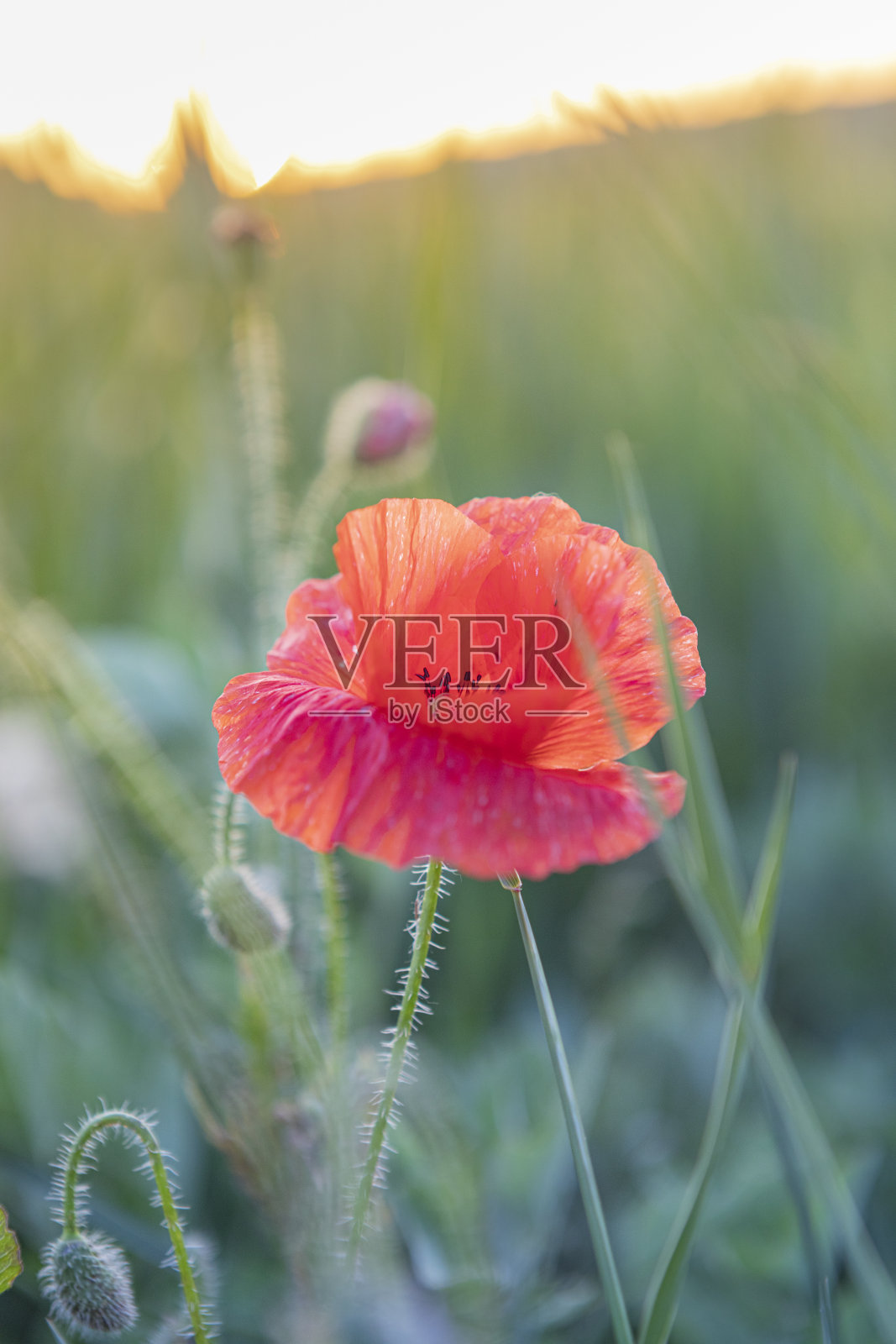 罂粟田细节-日落在麦田照片摄影图片