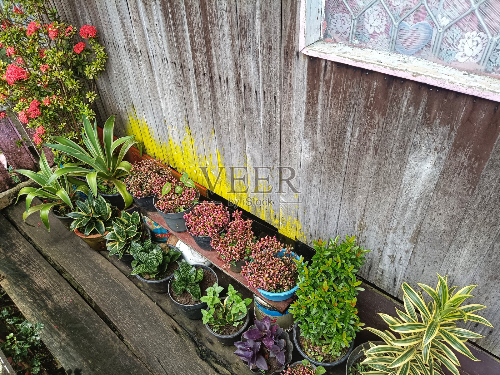 房子的露台上长满了观赏植物照片摄影图片