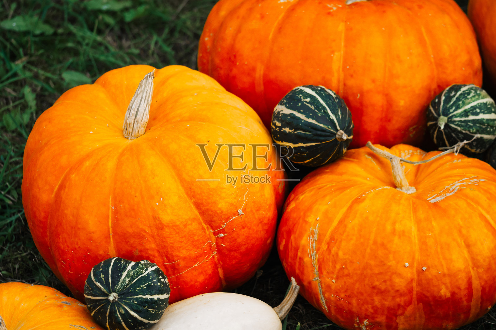 秋天的装饰。南瓜、南瓜、南瓜的背景是秋天的草照片摄影图片