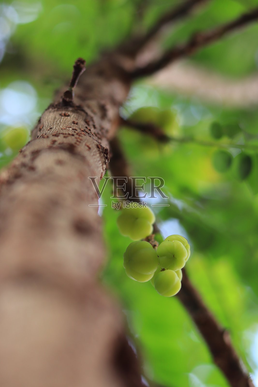 星醋栗果(Phyllanthus acidus Skeels),具有维生素和酸味。绿色背景——一种印度水果照片摄影图片