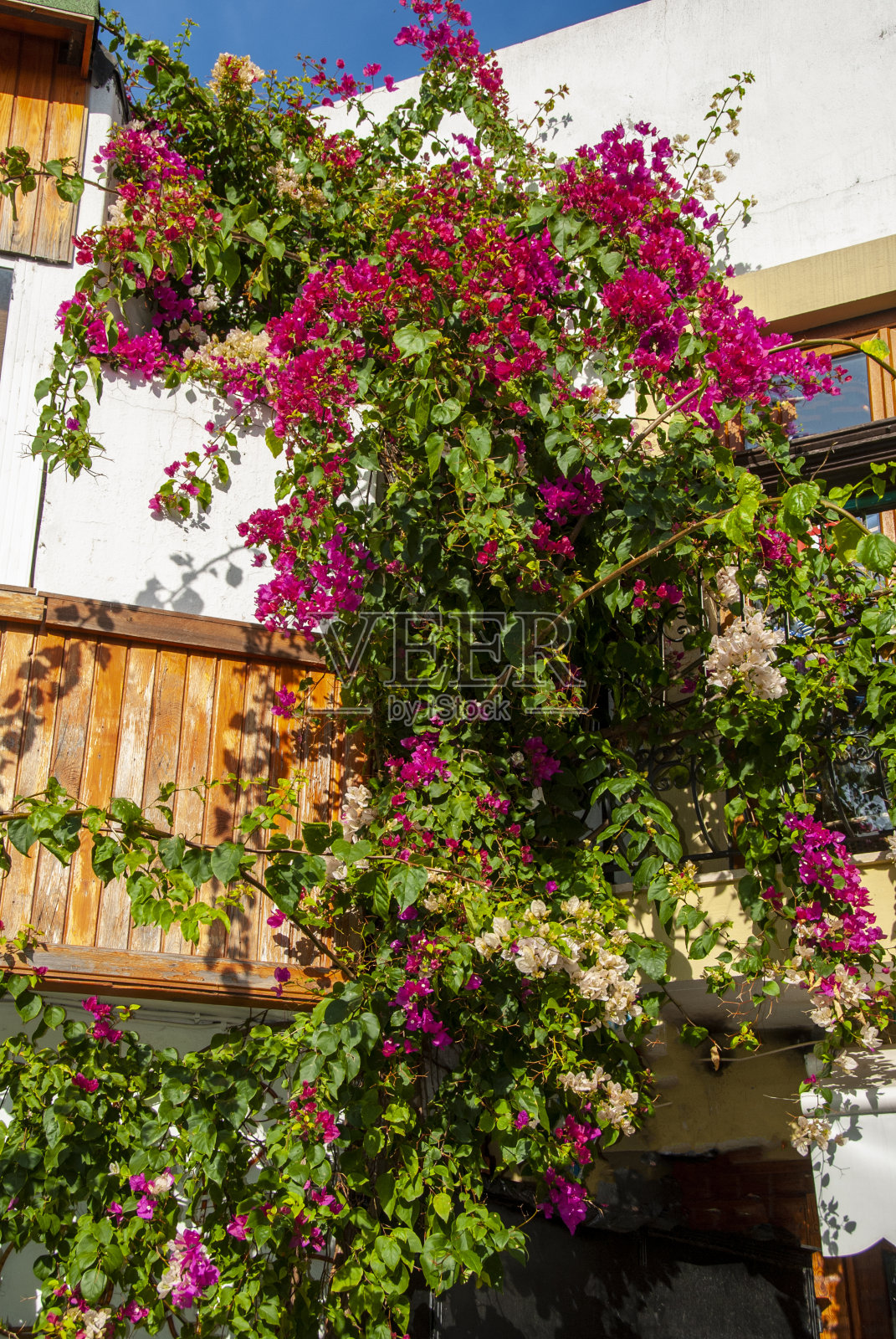 九重葛丛中的房子照片摄影图片