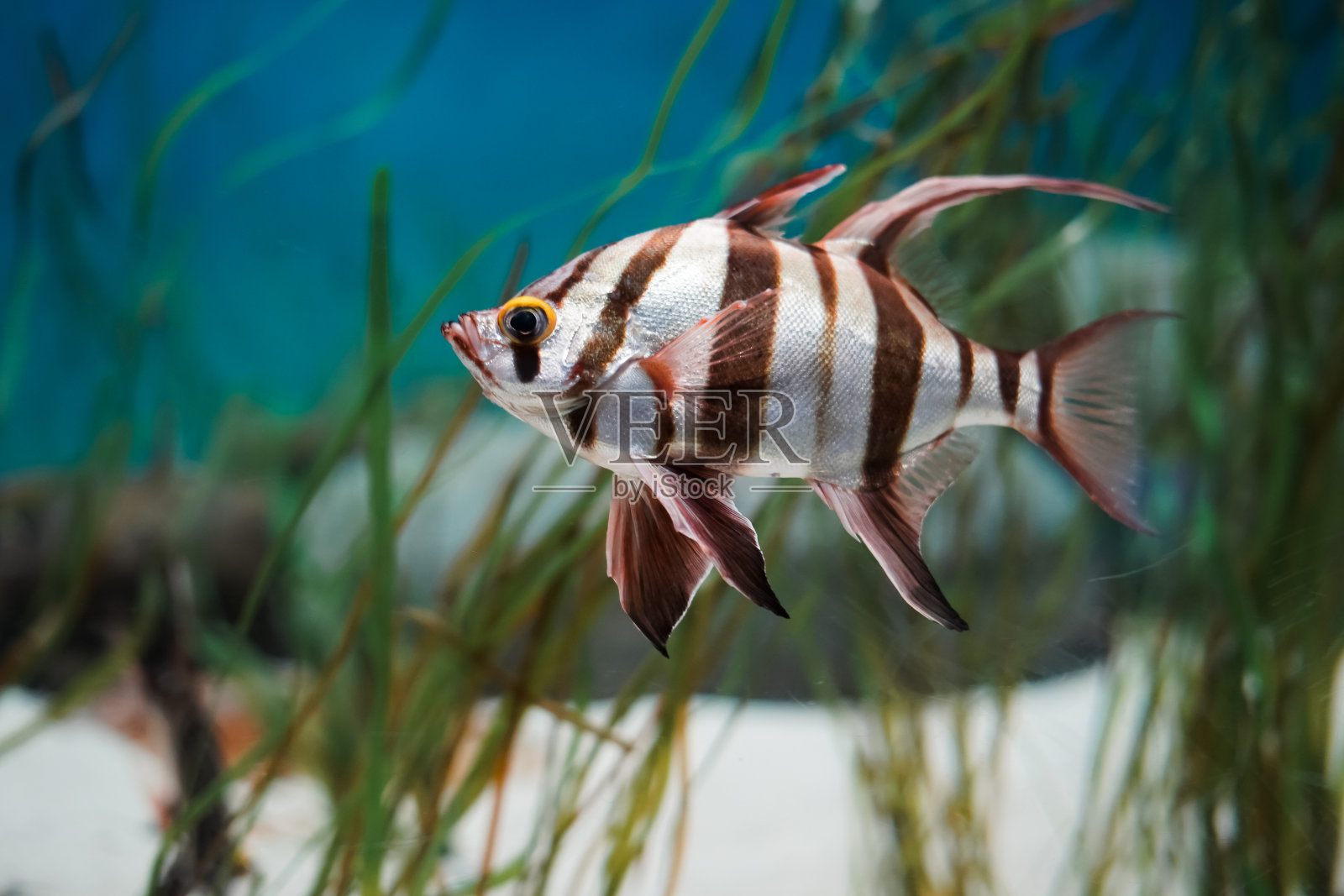 有珊瑚和植物在水下游泳的鱼照片摄影图片
