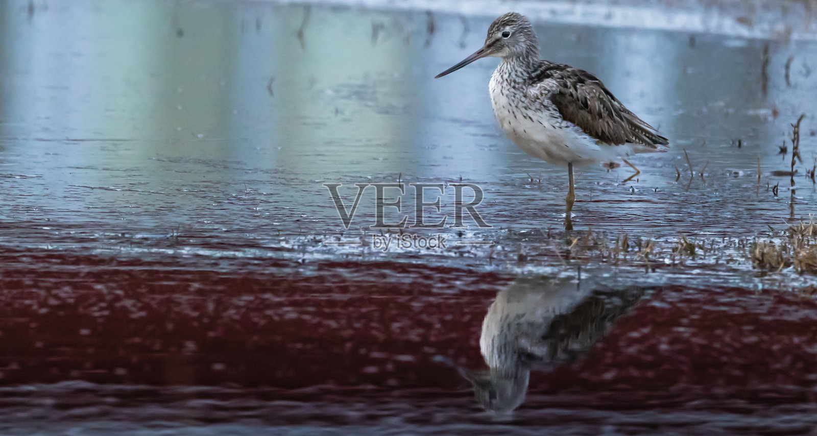 绿脚在水中的倒影照片摄影图片