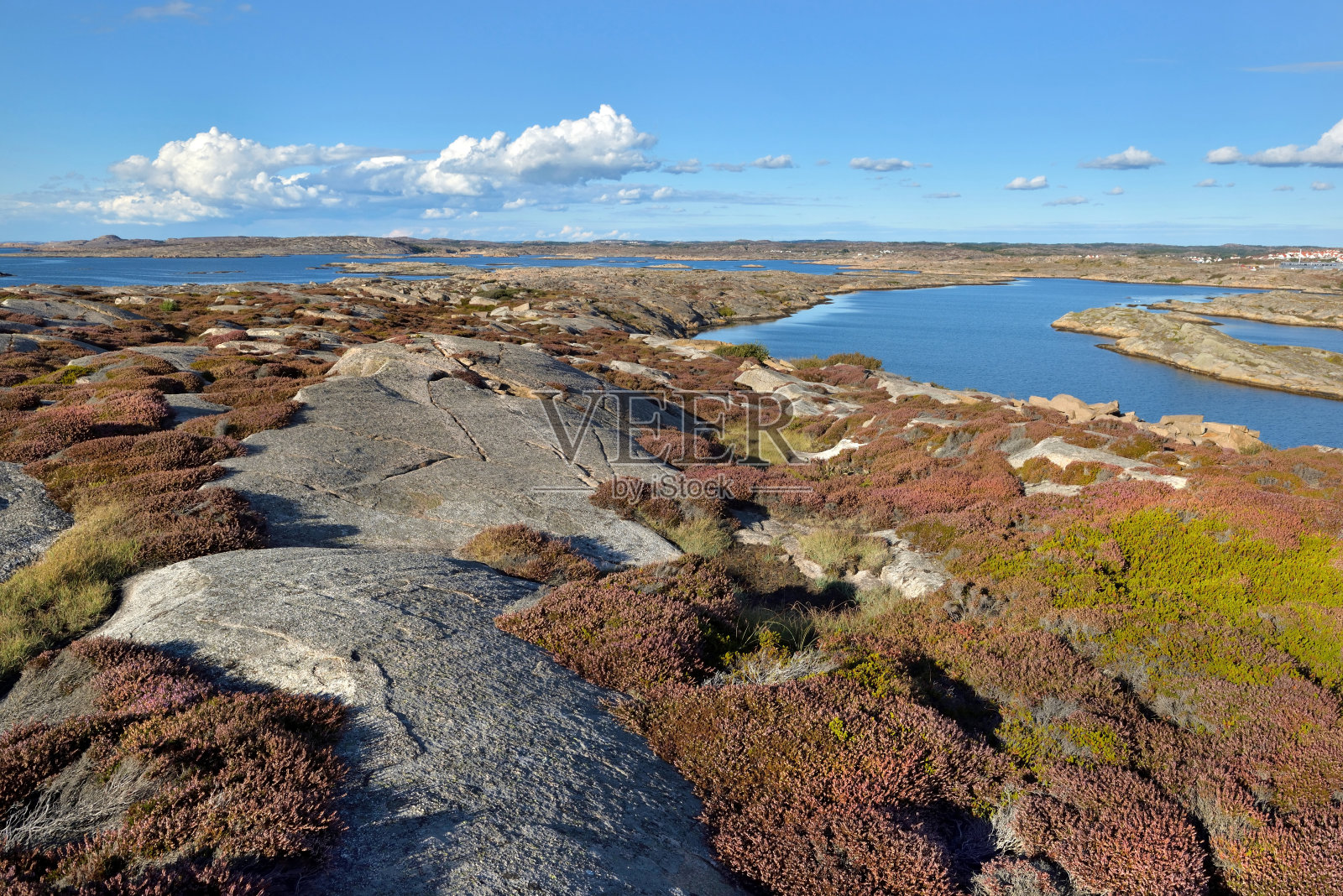瑞典群岛的美丽海岸,秋天的海边有石南覆盖的岩石照片摄影图片