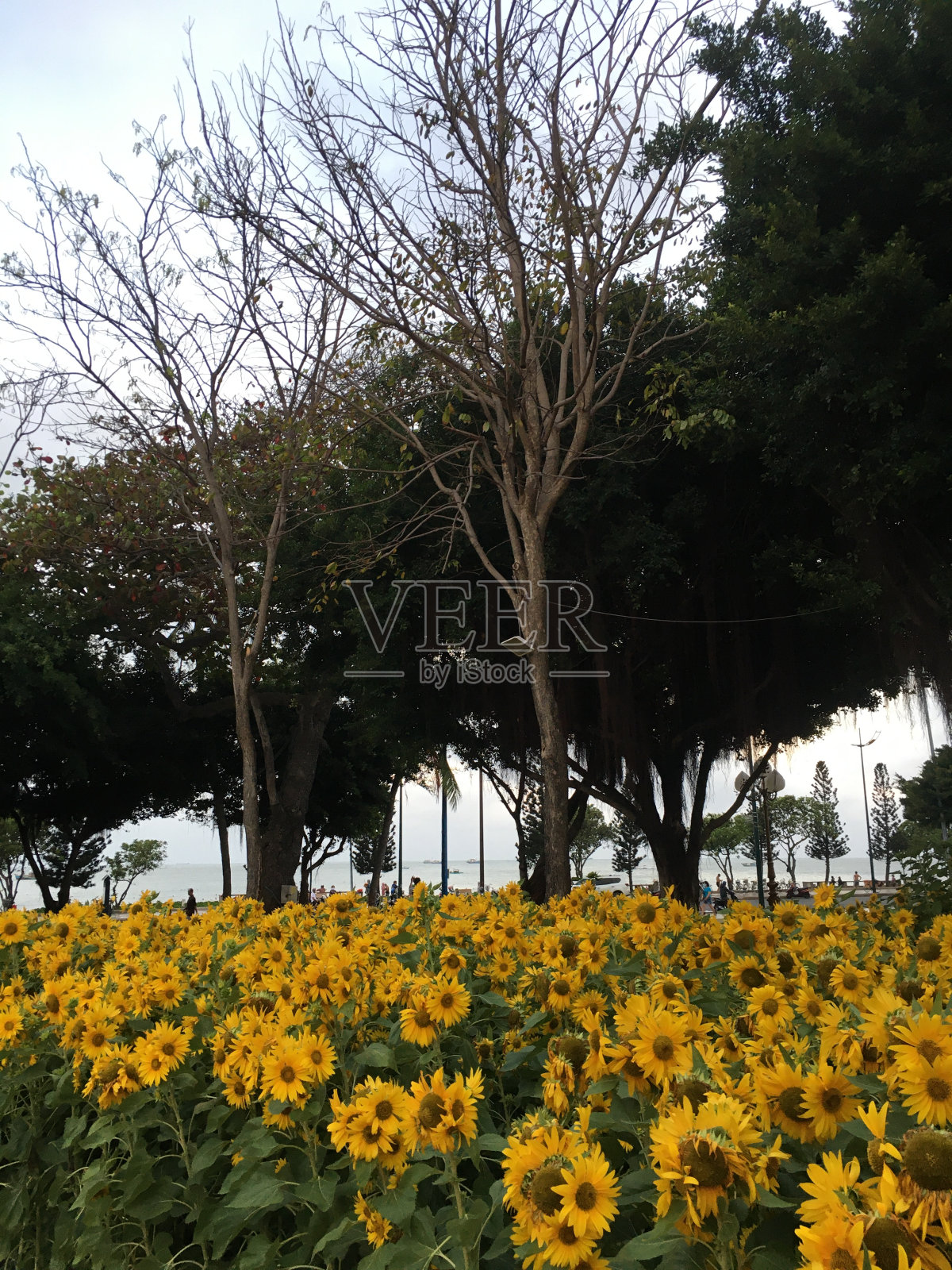 向日葵2照片摄影图片