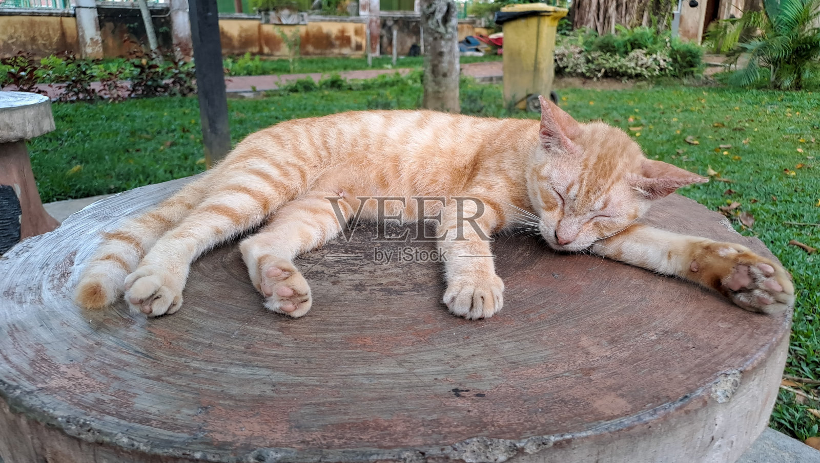 猫睡在公园里照片摄影图片