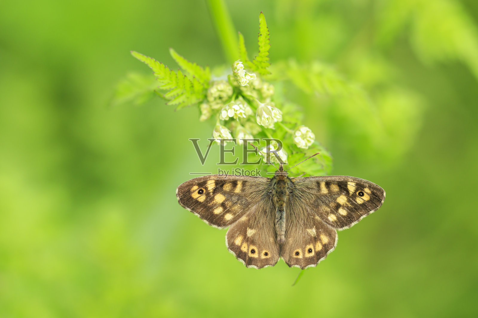 斑点木蝴蝶,隼鸟,俯视图照片摄影图片
