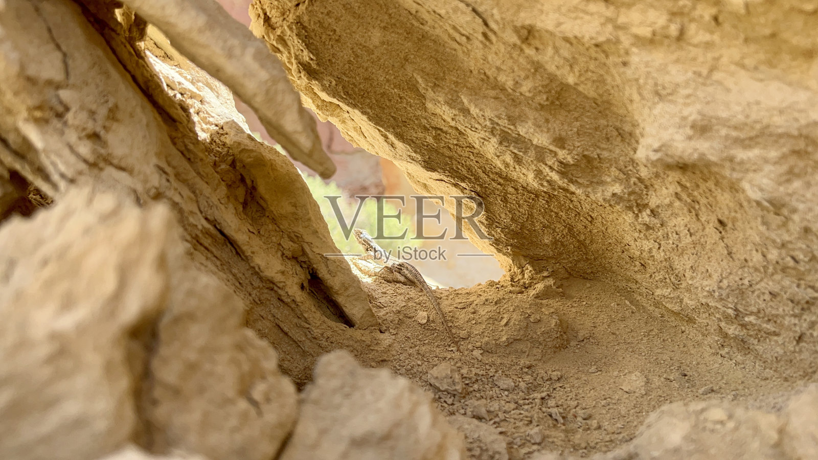 雄伟的蜥蜴照片摄影图片