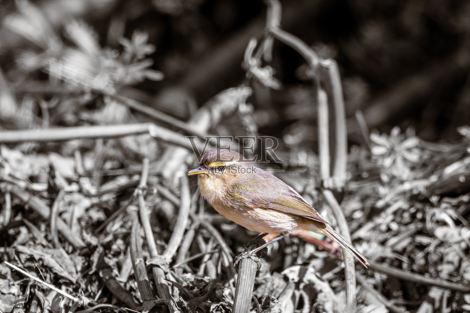 鸟儿栖息在黑白背景的树枝上。照片摄影图片