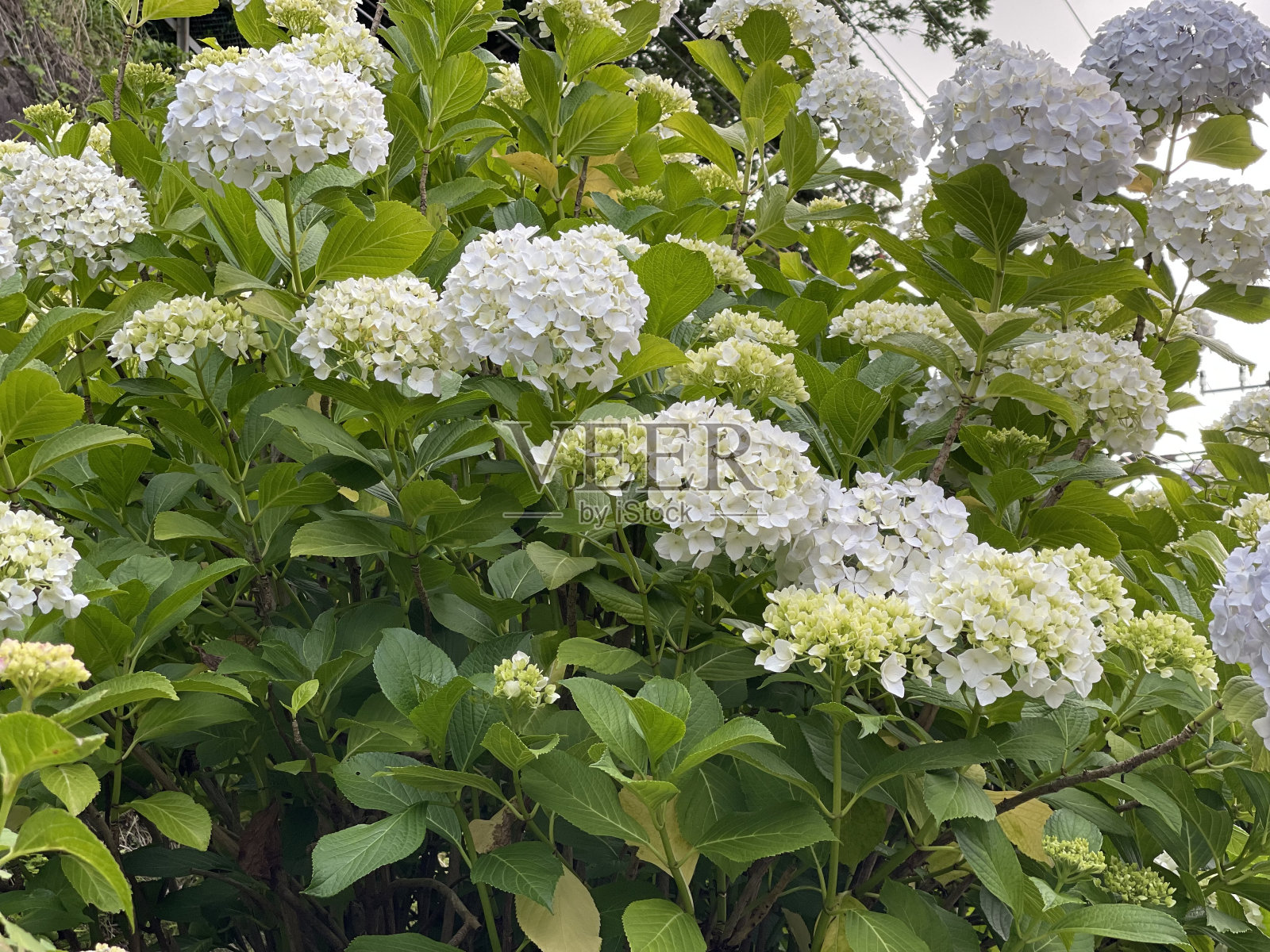美丽的花朵(绣球花)照片摄影图片