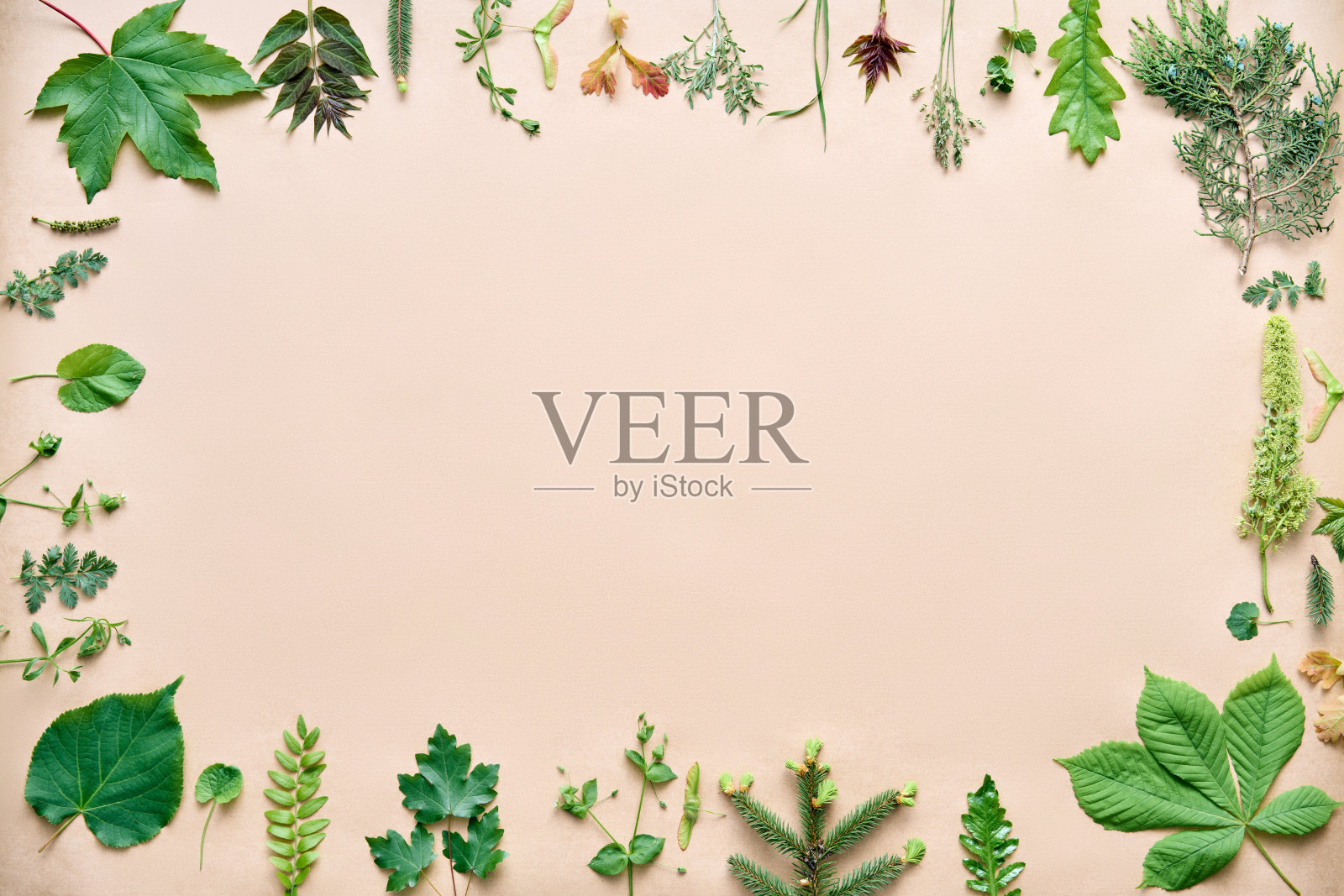 绿叶边缘。由各种植物和草药制成的框架,为文本提供复制空间照片摄影图片