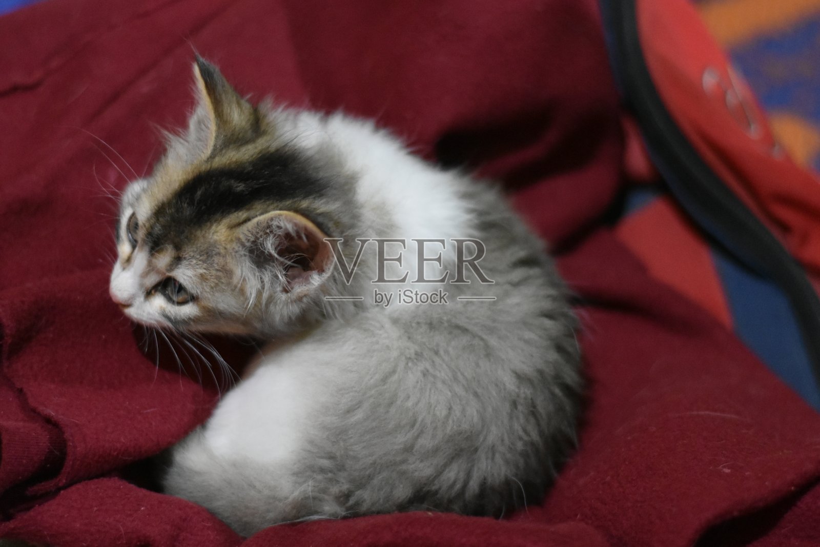 一只印度小猫睡在红毯子上照片摄影图片