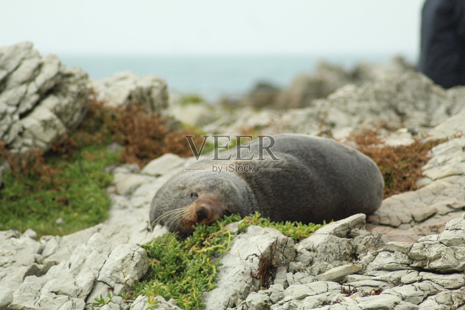海狗照片摄影图片