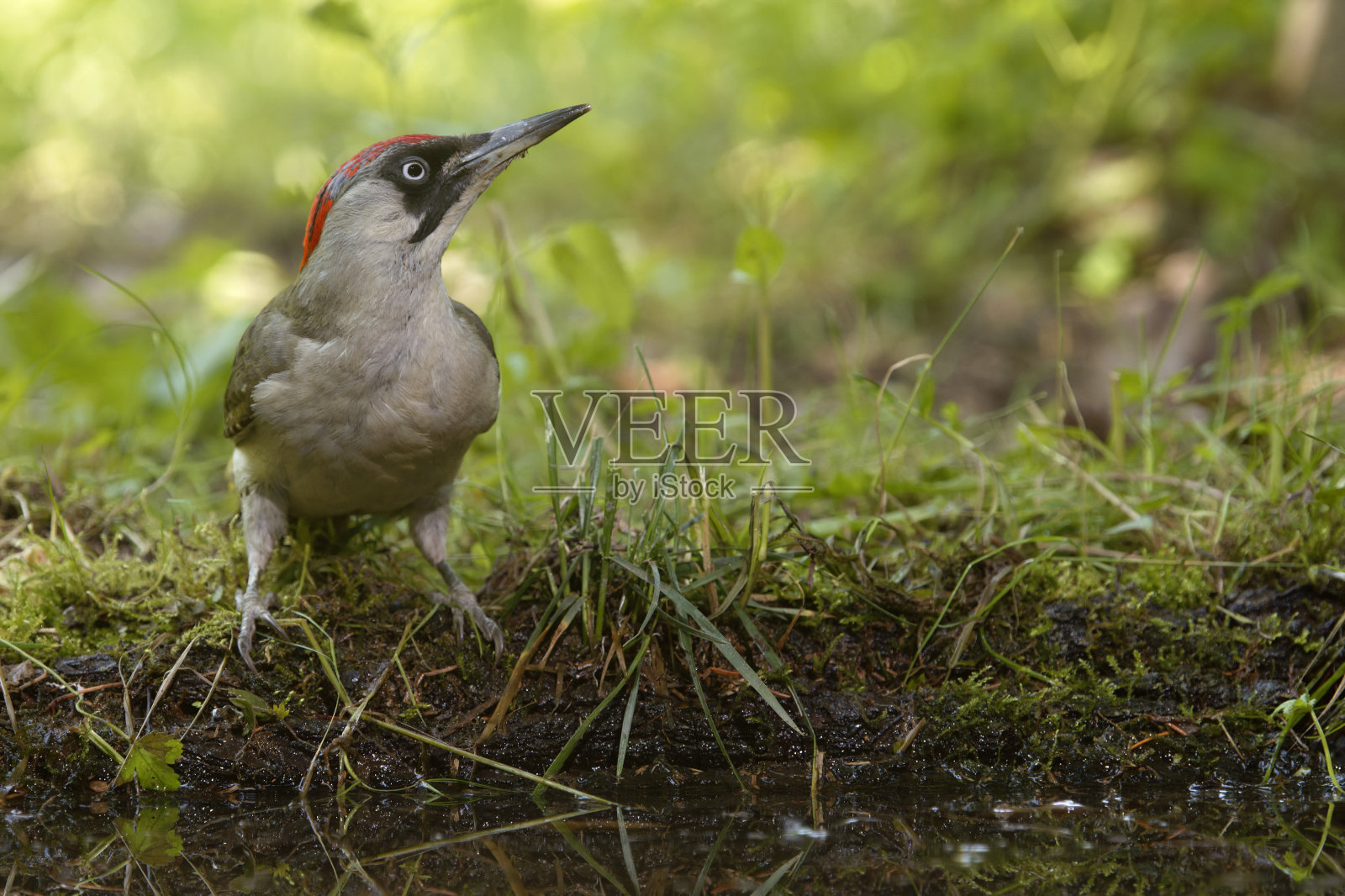 雌绿啄木鸟(Picus viridis)照片摄影图片