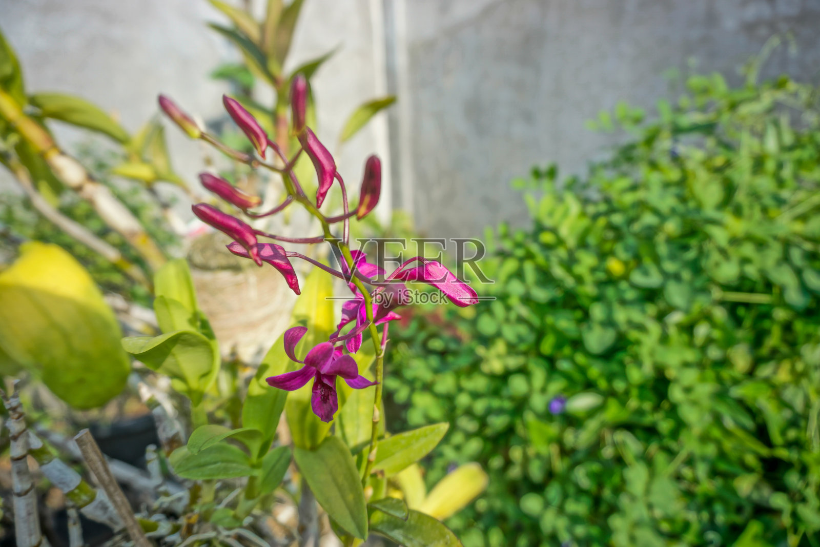 印度尼西亚达迈石斛在花园里开花照片摄影图片