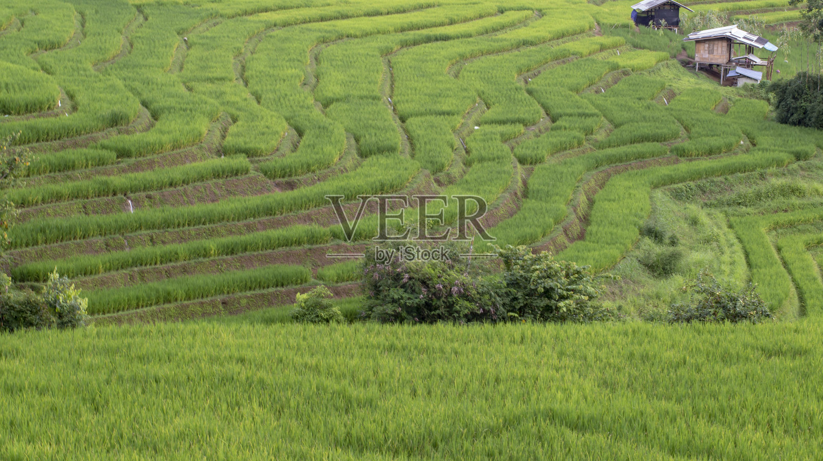 梯田的景色照片摄影图片