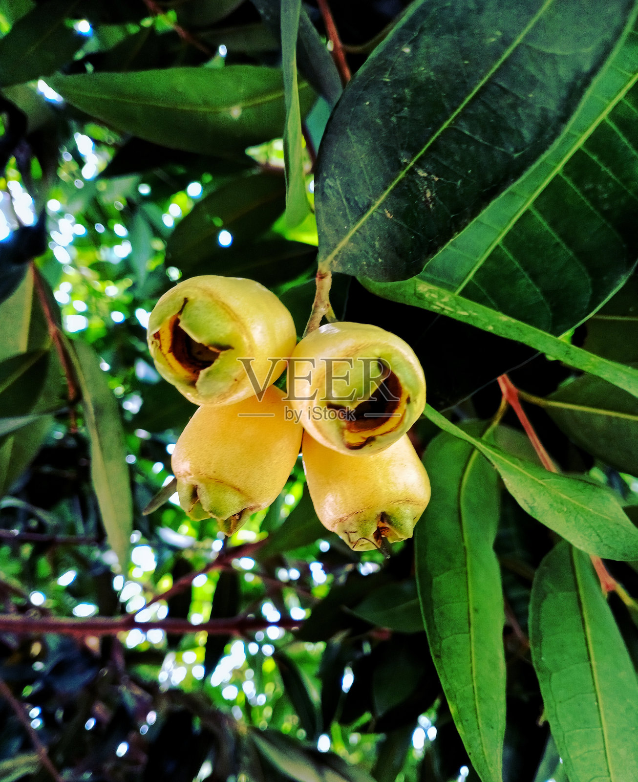 玫瑰苹果果照片摄影图片