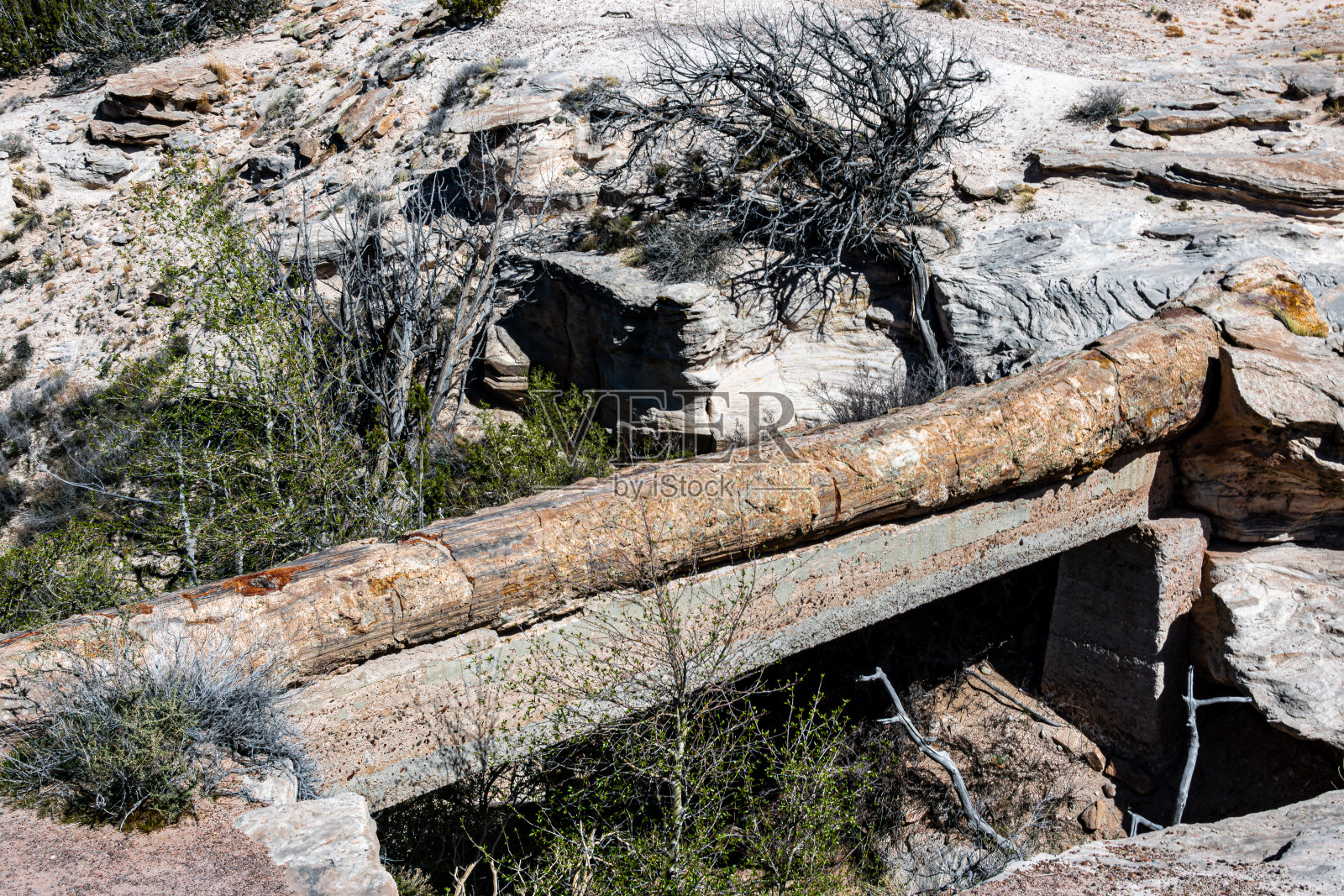 石化森林国家公园照片摄影图片
