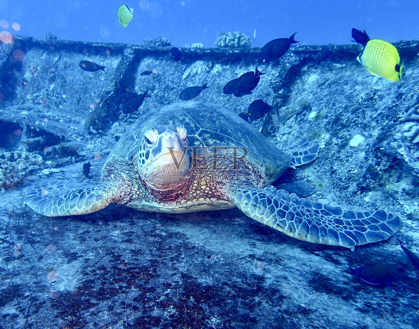 海难上的海龟照片摄影图片